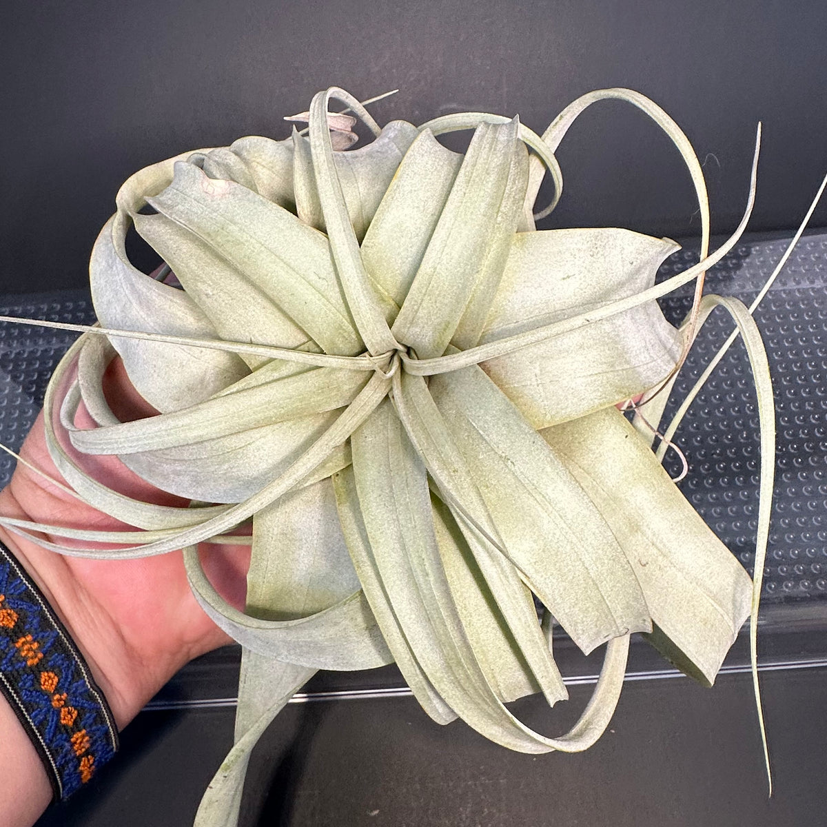 Tillandsia xerographica
