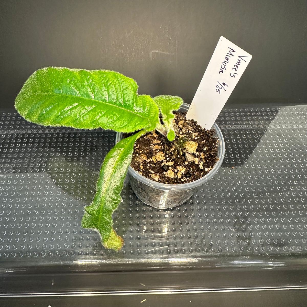 Streptocarpus ‘Vmee’s Mimosa’