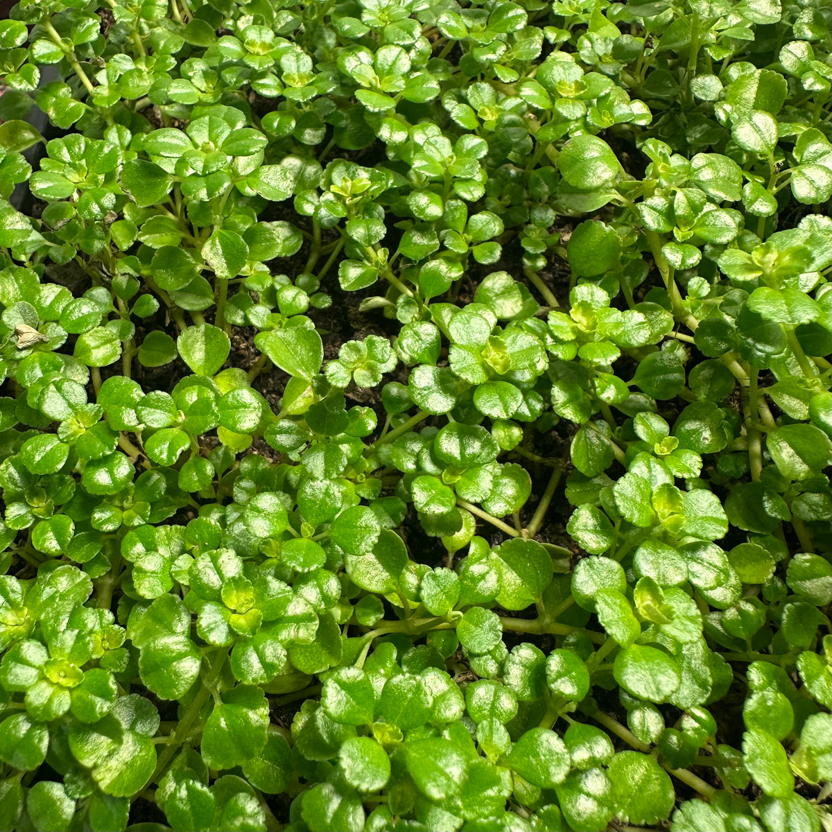 Pilea depressa ‘Baby Tears’
