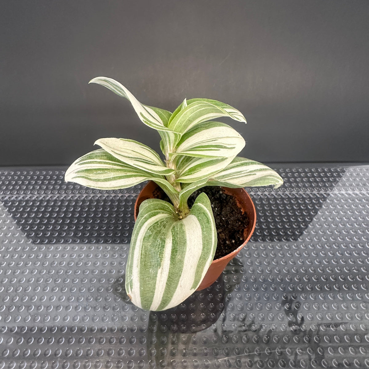 Tradescantia fluminensis