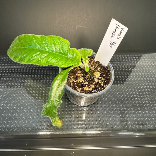 Streptocarpus ‘Vmee’s Mimosa’