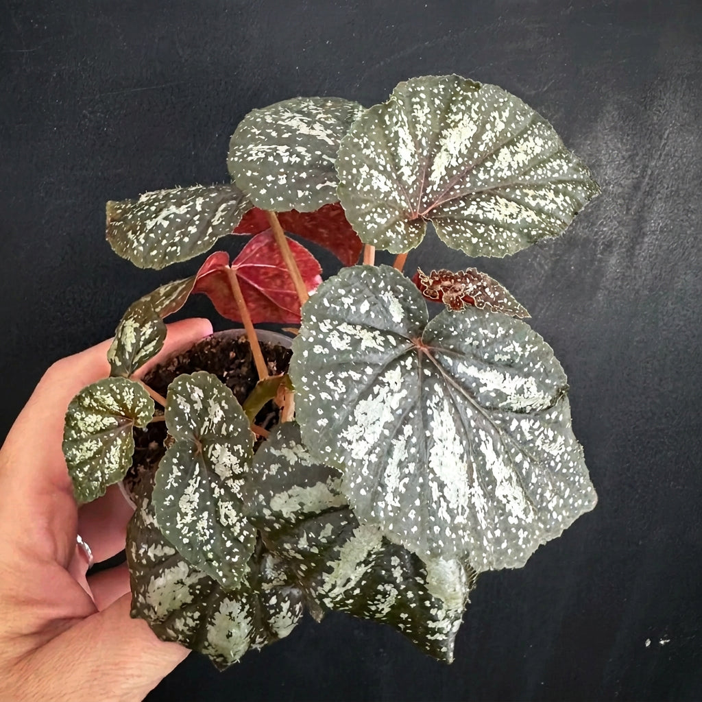 Begonia U168