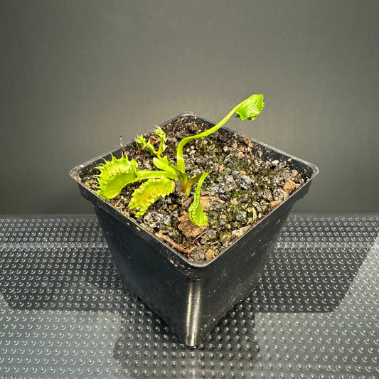 Venus Flytrap ‘Chinese Dumpling’