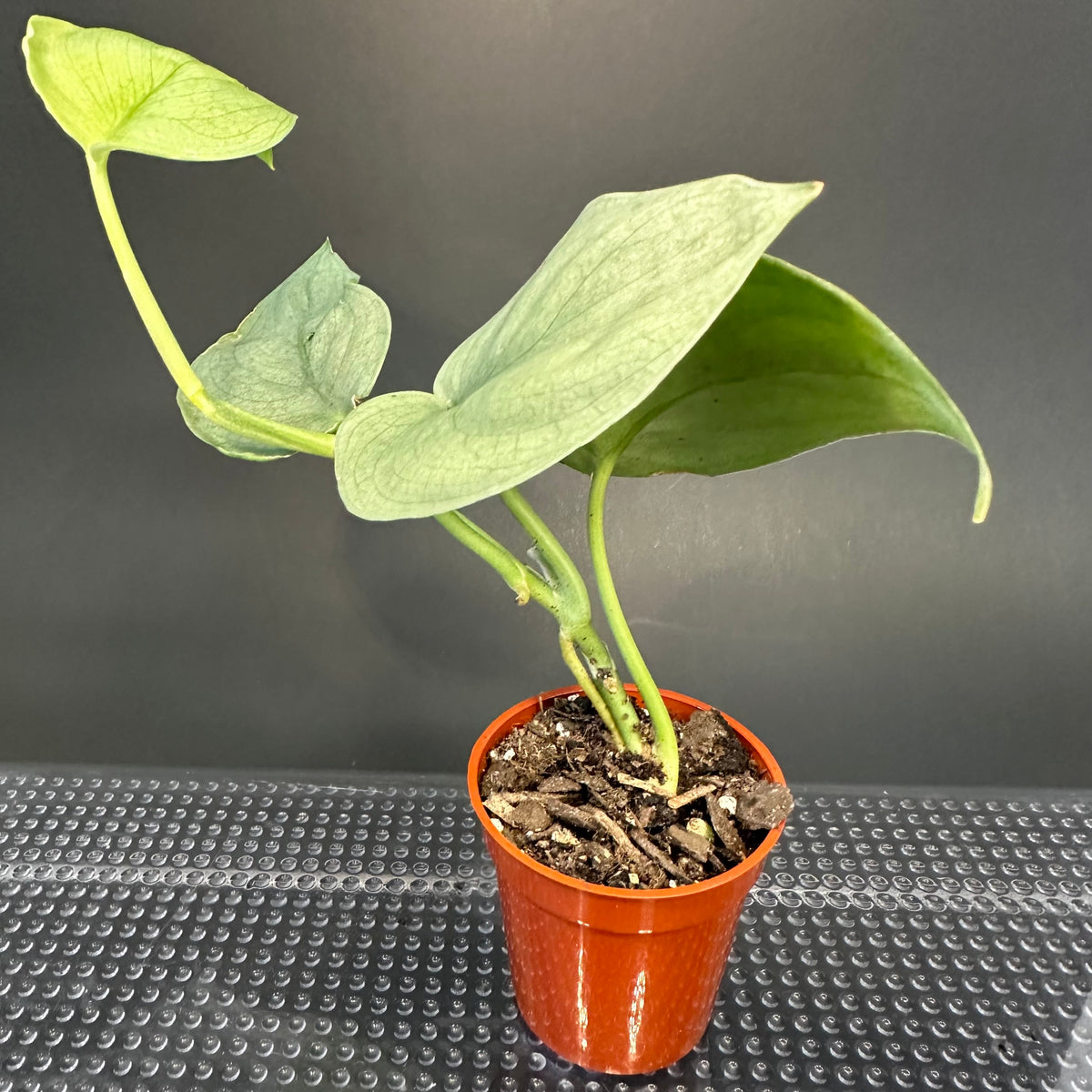 Scindapsus ‘Silver Hero’