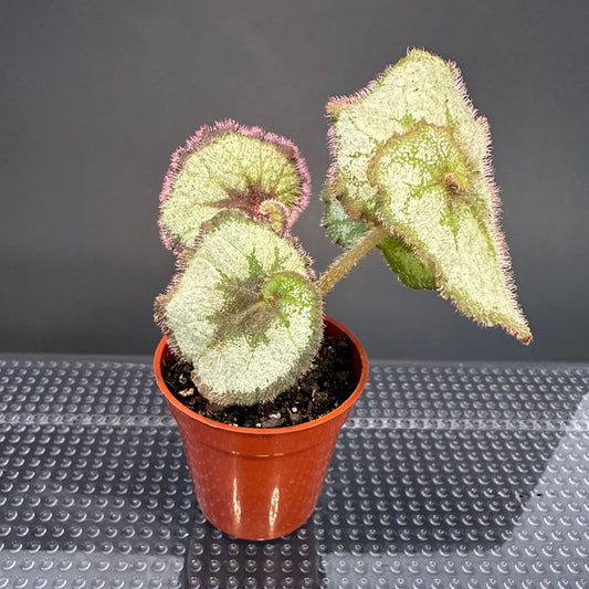 Rex Begonia ‘Escargot’