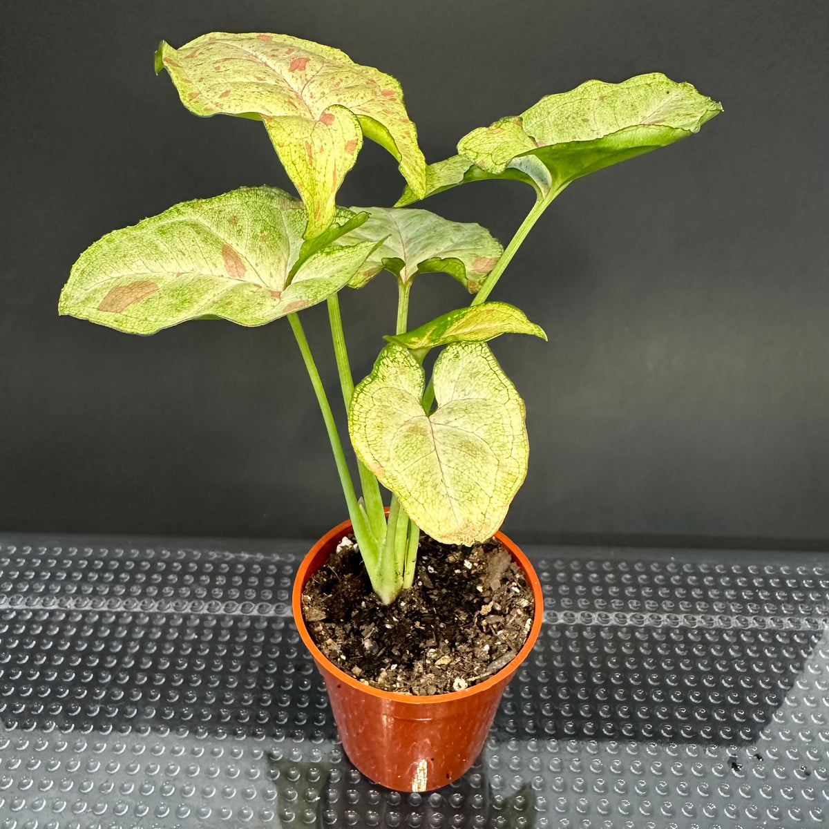 Syngonium ‘Confetti’