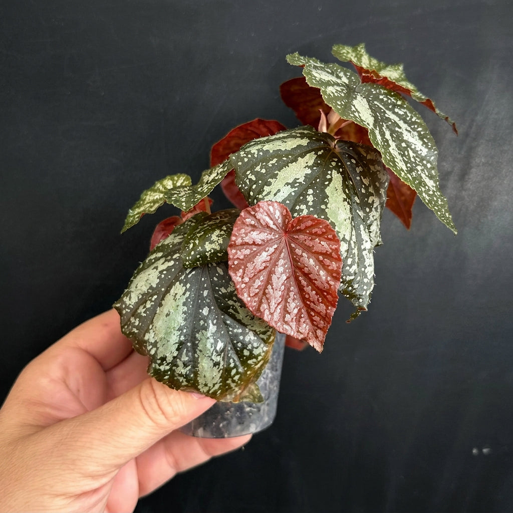 Begonia U168