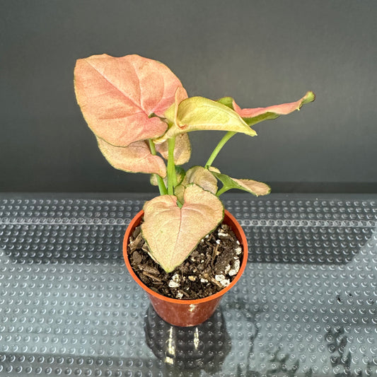 Syngonium ‘Neon Robusta’