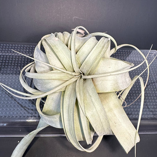 Tillandsia xerographica