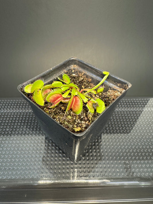 Venus Flytrap ‘Mammoth’