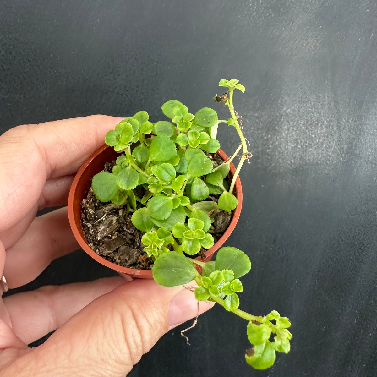 Pilea depressa ‘Baby Tears’
