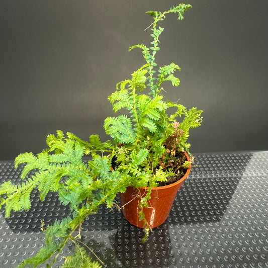 Peacock Spikemoss (Selaginella uncinata)