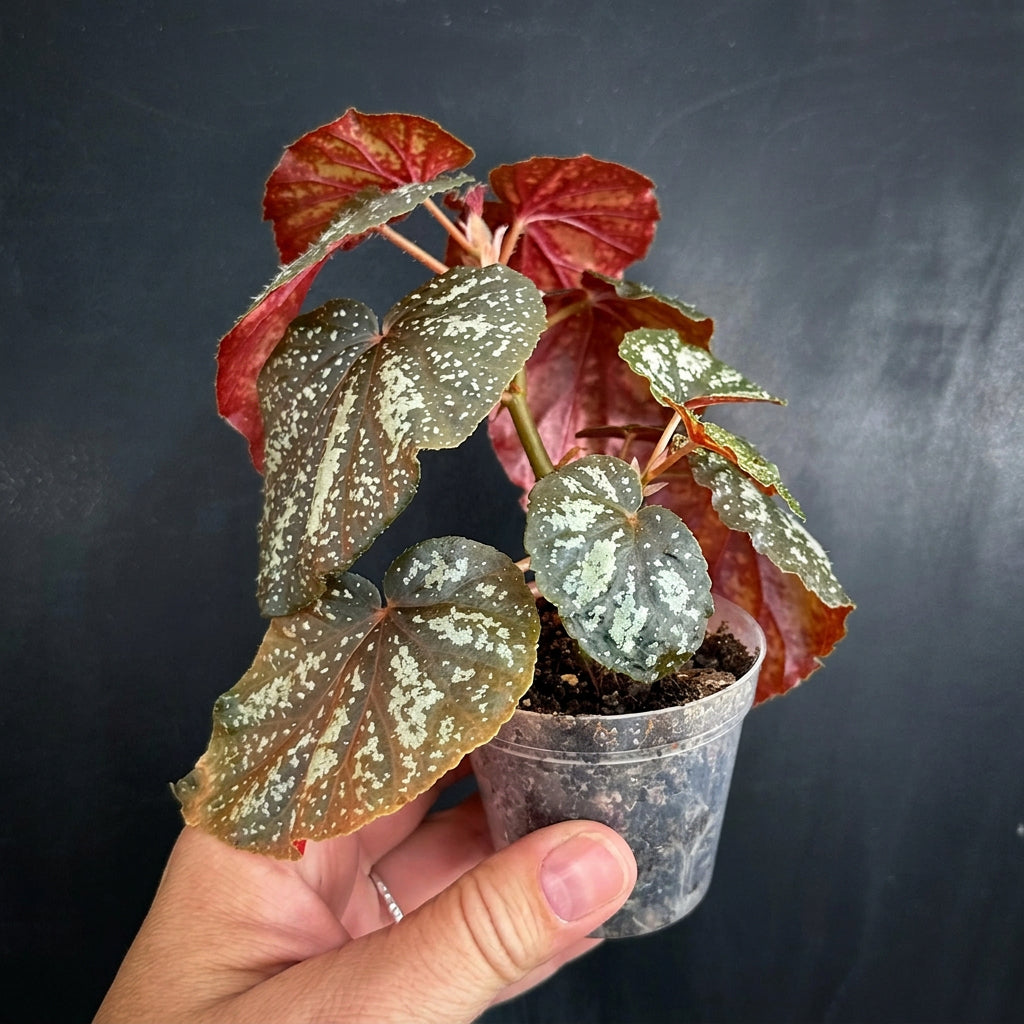 Begonia U168