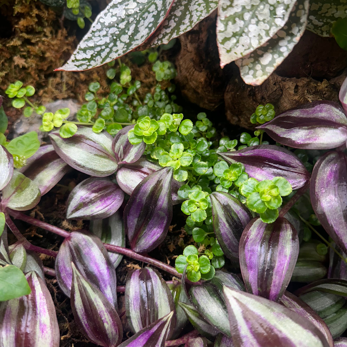Pilea depressa ‘Baby Tears’